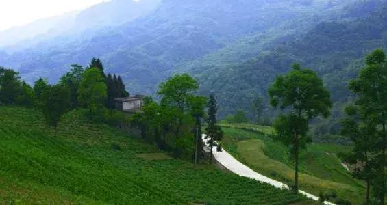 教你做三农领域的自媒体运营,小白也能入过万