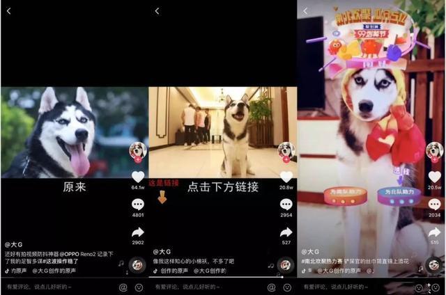 分析完1000个典型案例,告诉你宠物账号都靠什么发财